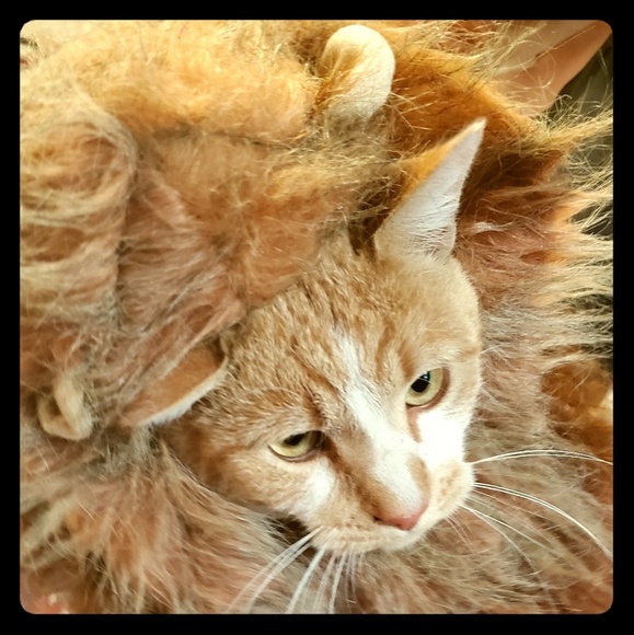 ♧ Pet Costume, XS, new - Picture 2 of 7